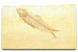 Detailed Fossil Fish (Knightia) - Wyoming #372327-1